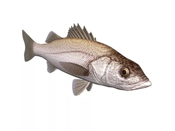 Rainbow Cichlid Fish Animated Rig 3d model