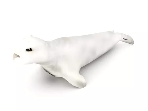 White Seal Animal Animal 3d model White Seal Animal Animal 3d model