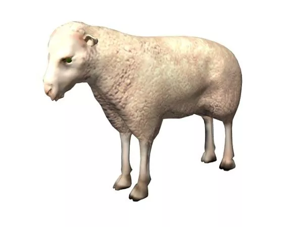 Common Sheep Animal 3d model