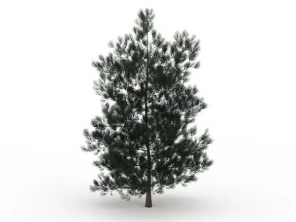 White Spruce Tree 3d model White Spruce Tree 3d model