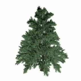 Whitebark Pine 3d model