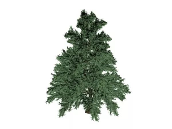 Whitebark Pine 3d model Whitebark Pine 3d model