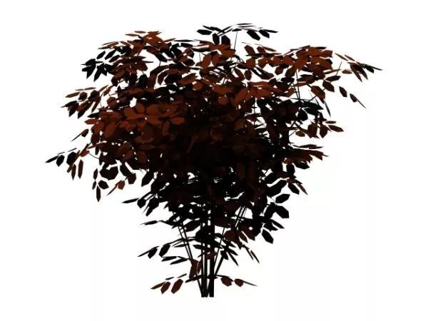 Wild Cherry Tree 3d model Wild Cherry Tree 3d model