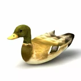 Wild Duck Animal 3d model