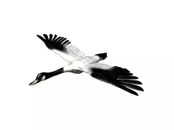 Goose Food 3d model