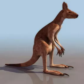 Wild Kangaroo Animal 3d model