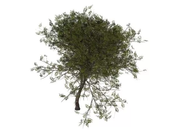Wild Service Tree 3d model Wild Service Tree 3d model