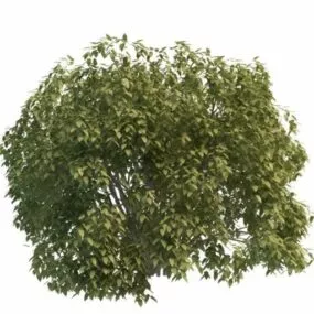 Willow Bush 3d model