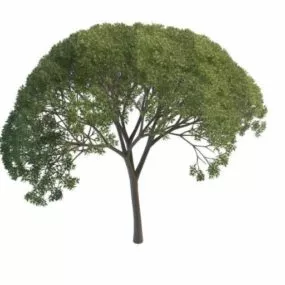 Willow Tree 3d model