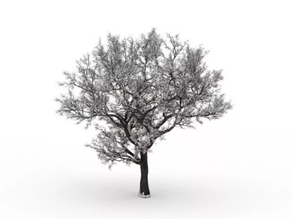 Winter Snow Tree 3d model Winter Snow Tree 3d model