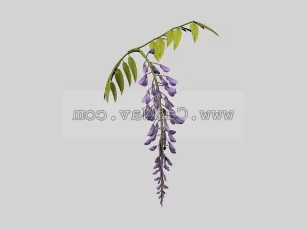 Wistaria Plant 3d model Wistaria Plant 3d model