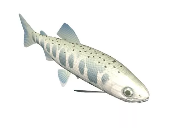 Rainbow Colorful Guppy Fish 3d model