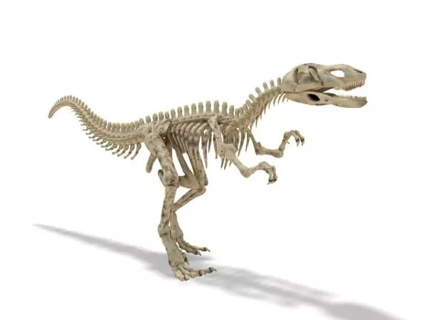 Human Skeleton Man And Women 3d model