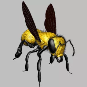 Yellow Fly 3d model