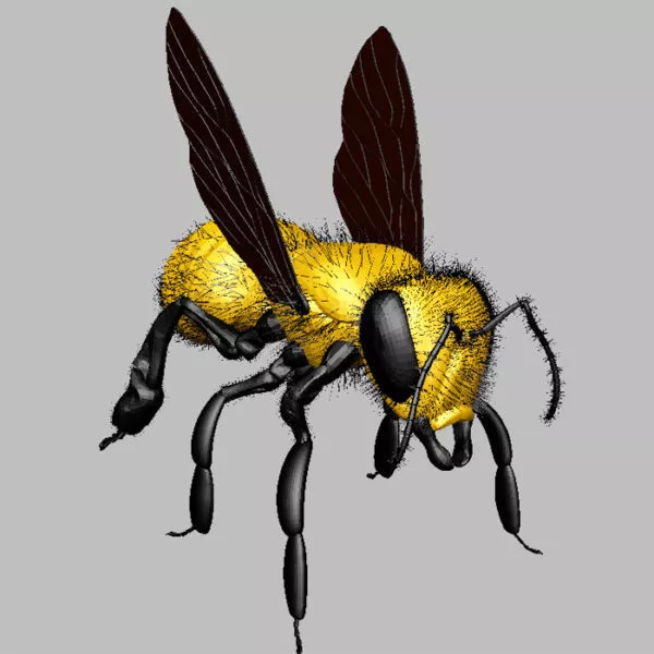 Yellow Fly 3d model Yellow Fly 3d model