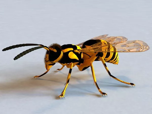 Yellow Jacket Wasp 3d model Yellow Jacket Wasp 3d model
