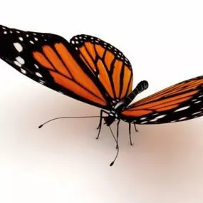 Yellow And Black Butterfly Animal 3d model
