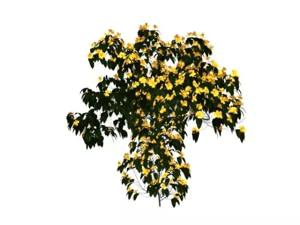 Yellow Blossoms On Tree 3d model Yellow Blossoms On Tree 3d model
