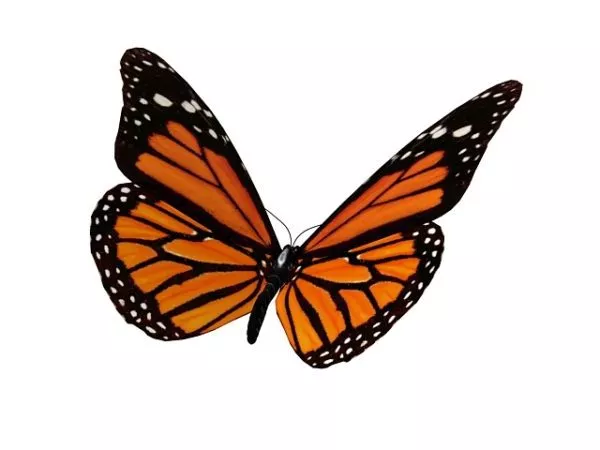 Yellow Butterfly Character 3d model Yellow Butterfly Character 3d model
