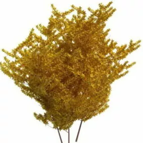 Yellow Shrub 3d model