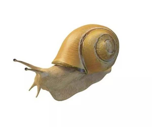 Snail Robot 3d model