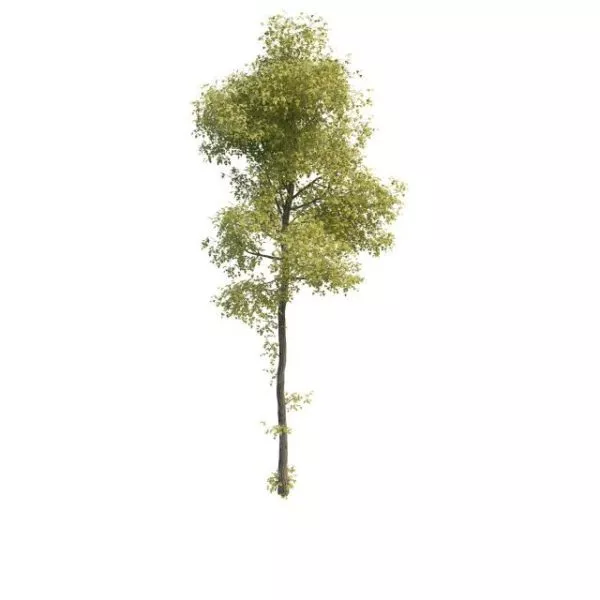 Young Ash Tree 3d model Young Ash Tree 3d model