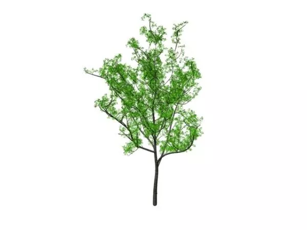 Young Hickory Tree 3d model Young Hickory Tree 3d model