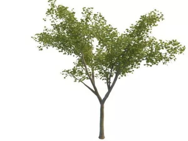 Single Red Maple Tree 3d model