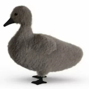 Young Swan Cygnet 3d model