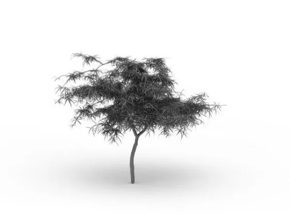 Young Tree 3d model Young Tree 3d model