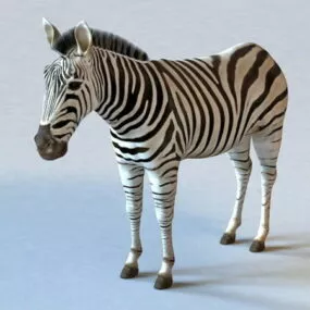 Zebra Animal 3d model