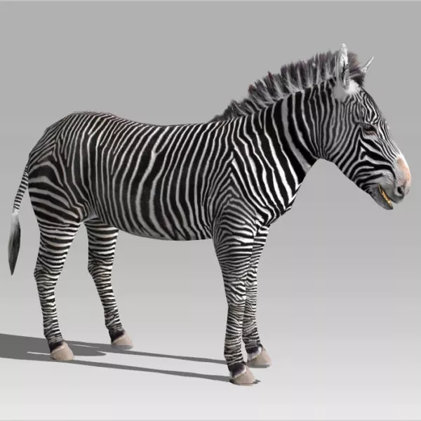 Zebra Rig & Animated 3d model Zebra Rig & Animated 3d model