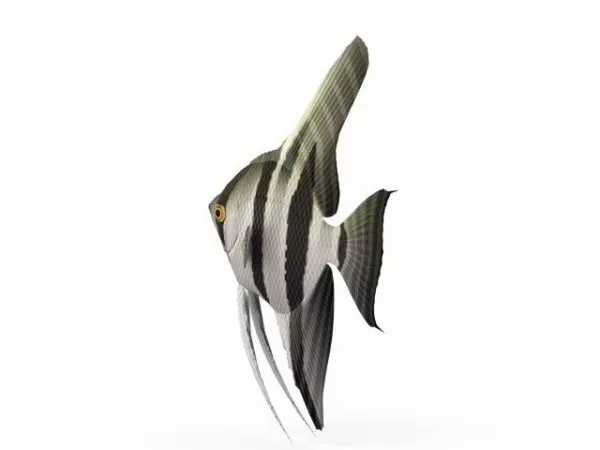 Zebra Angelfish Animal 3d model Zebra Angelfish Animal 3d model