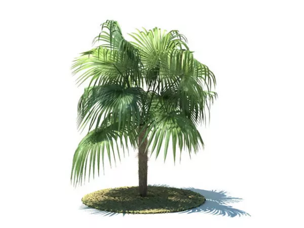 Zombia Antillarum Tree 3d model Zombia Antillarum Tree 3d model