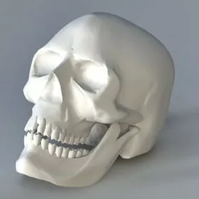 Human Skull Anatomy 3d model