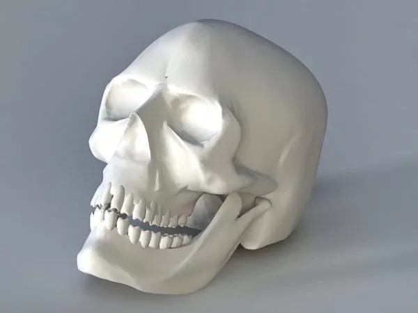 Animal Skull Set 3d model