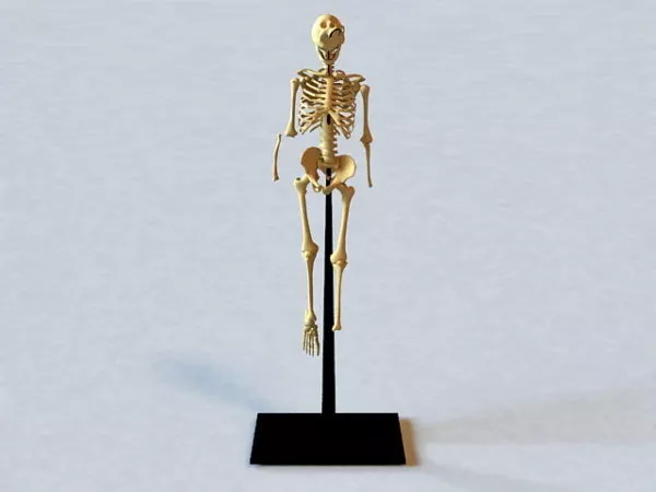 Anatomy Human Body Skeleton 3d model Anatomy Human Body Skeleton 3d model