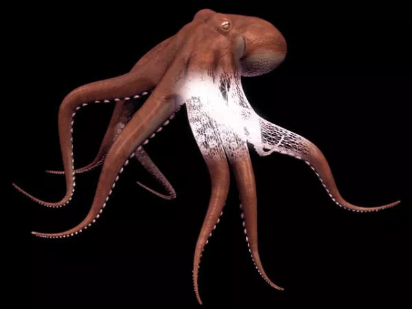 Animal Common Octopus 3d model Animal Common Octopus 3d model