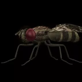 Wild Flesh Fly 3d model