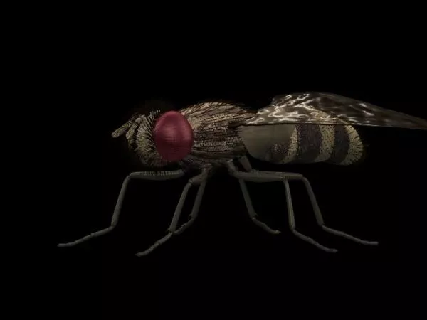 Crow Fly Character 3d model
