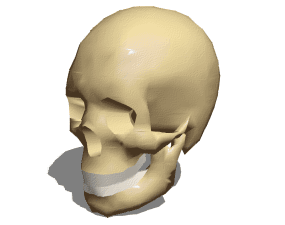 Anatomy Female Skull 3d model