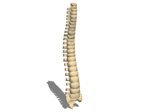 Anatomy Human Vertebral Column 3d model