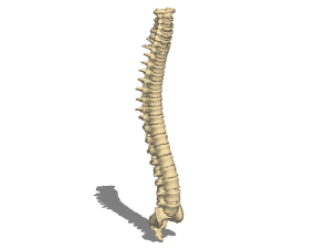 Anatomy Human Vertebral Column 3d model