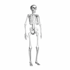 Anatomy Human Skeleton 3d model