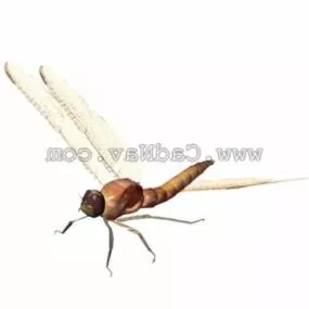Dragonfly Animal 3d model
