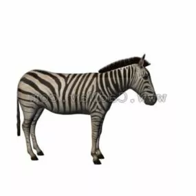 Wild Plains Zebra Animal 3d model