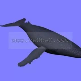 Animal Whale 3d model