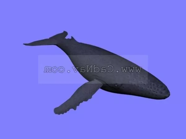 Giant Sea Humpback Whale 3d model
