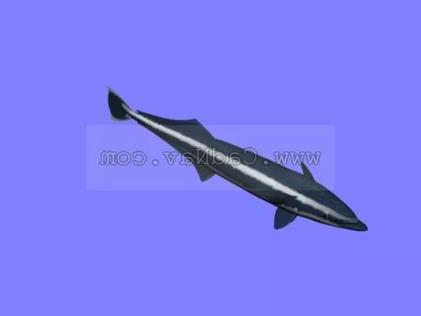 Ocean Shark Realistic 3d model