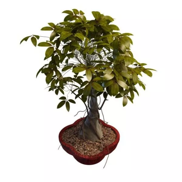 Indoor Japanese Bonsai Tree 3d model Indoor Japanese Bonsai Tree 3d model